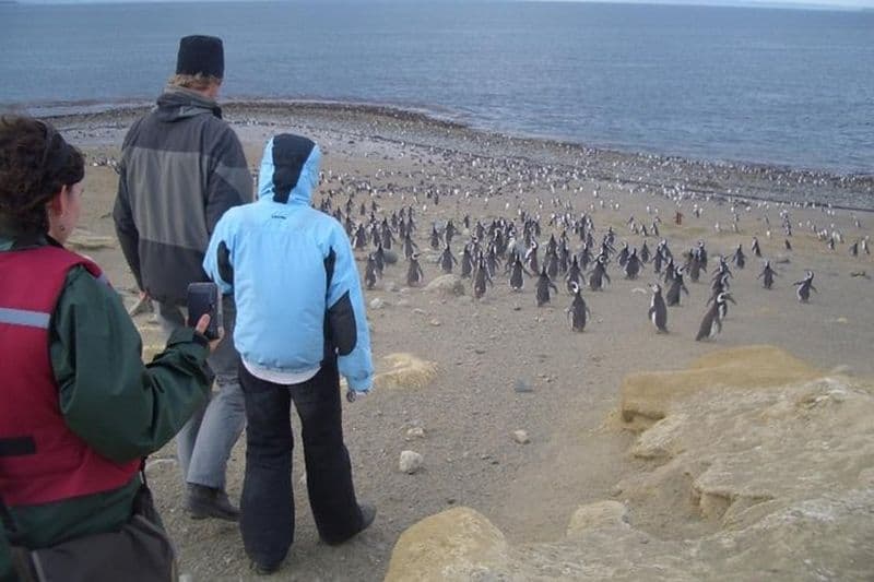 Excursions bord de mer : les pingouins de Magellan de la réserve naturelle de l'île Magdalena au départ de Punta Arenas