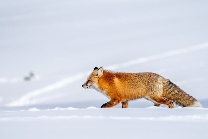 Visite guidée de 3 jours de photographie animalière à Yellowstone