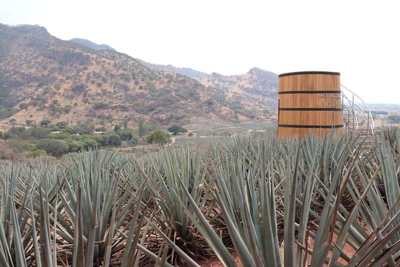 Balade à cheval entre agaves et gastronomie : Vivez la matinée à Amatitan