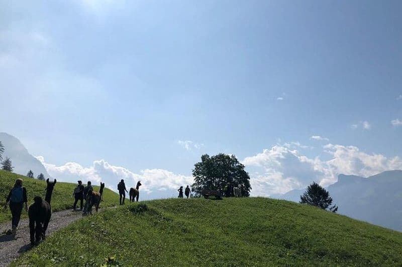 Randonnée privée avec nos lamas au Liechtenstein
