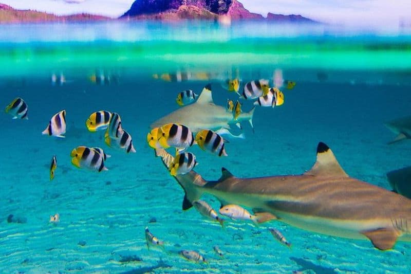 Croisière d’une journée complète dans le lagon de Bora Bora avec snorkeling avec les requins et les raies