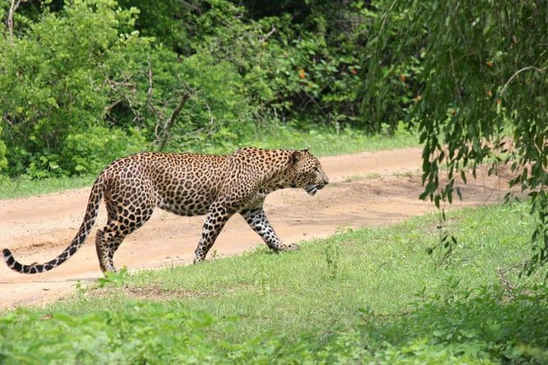 Safari d'une journée - Parc national de Yala - de 4h30 à 18h00 avec - le safari Janaka
