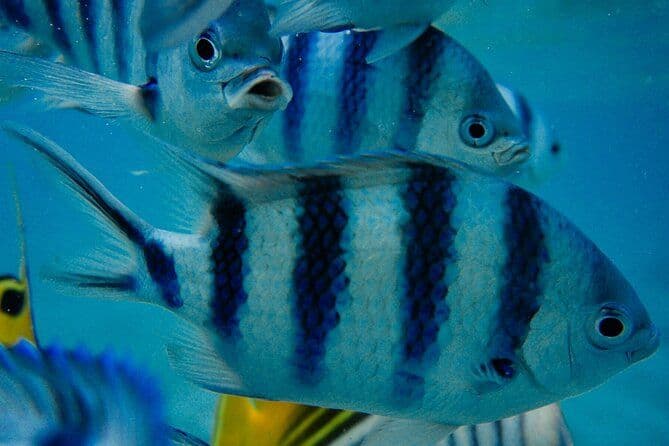 Découverte du Lagon en Scooter des Mers Premium