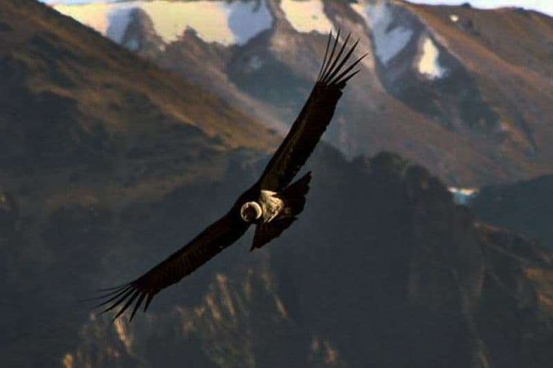 Le Condor Canyon à Chonta 1 jour - Service privé