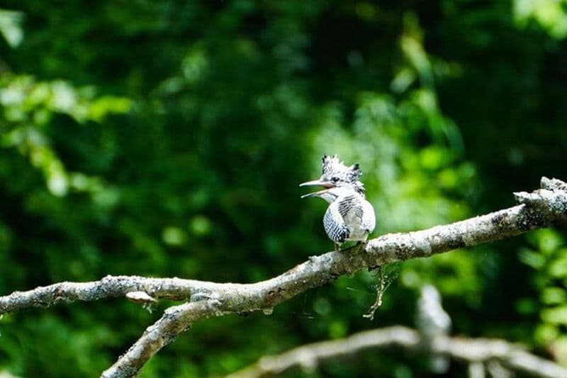 2 - Jours 1 - Canot d'observation nocturne des oiseaux dans le parc national Akan–Mashu