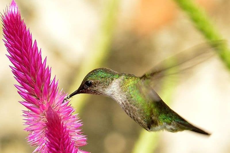 Observation privée des oiseaux dans le parc national Los Haitises