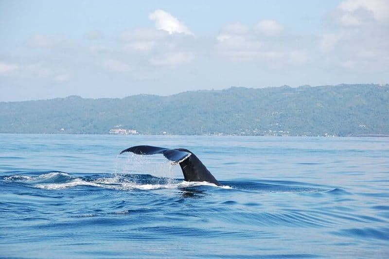 Excursion d'une journée pour l'observation des baleines et la cascade de Limón