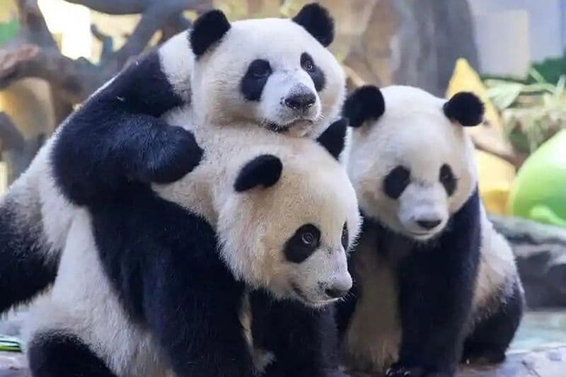 Explorez le Chimelong Safari Park à Canton avec balade