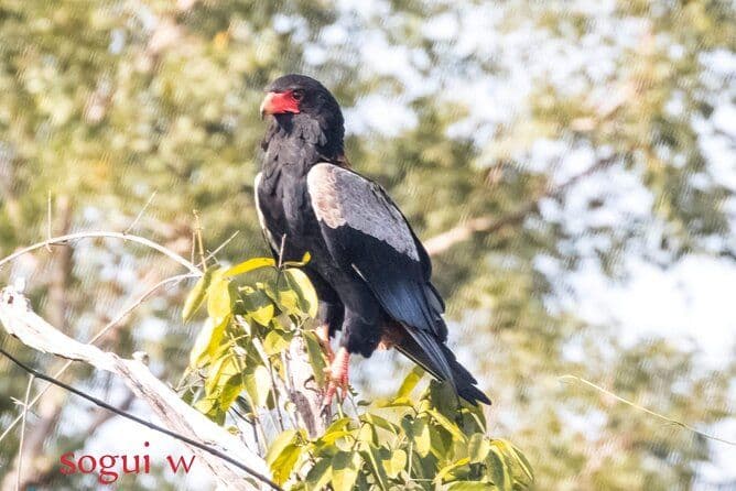 Circuit de 15 jours: Observation des oiseaux au Sénégal
