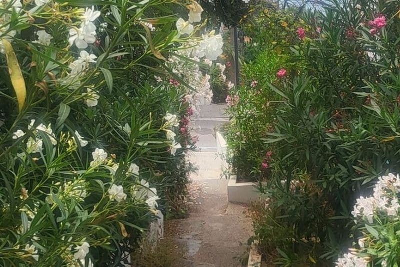 Visite à pied d'Ibiza avec un Guide privé