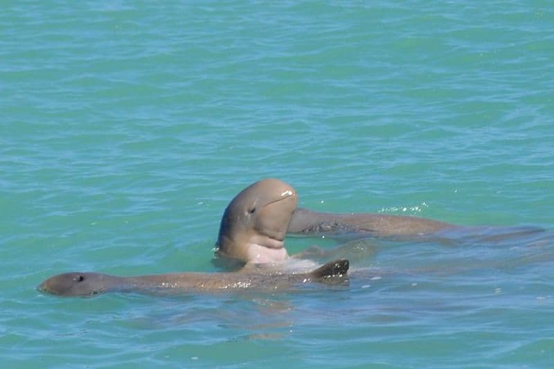 Croisière écologique avec les dauphins Snubfin au départ de Broome