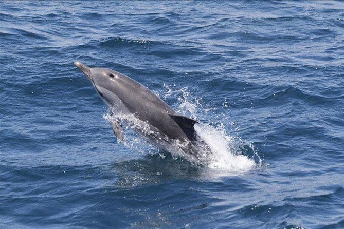 Journée d'observation des dauphins de Gibraltar au départ de Séville