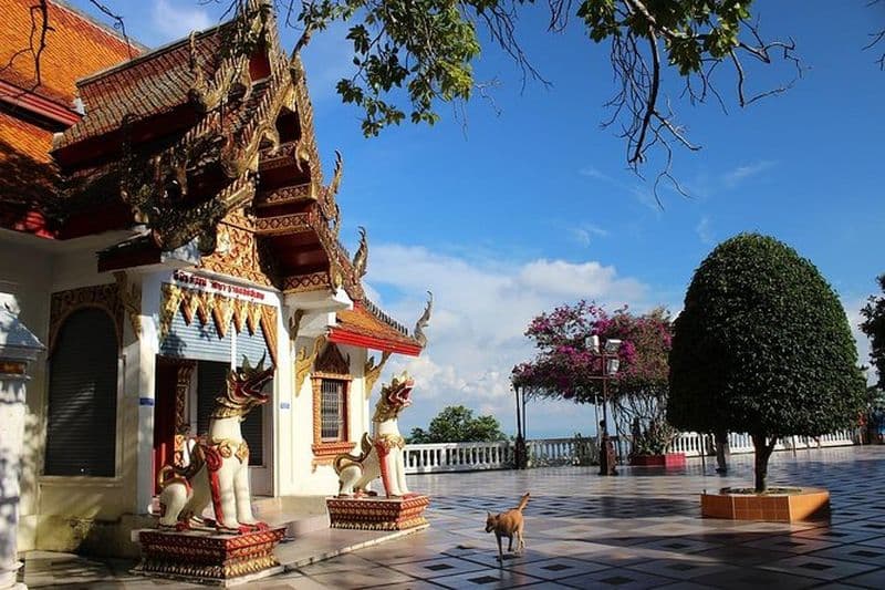 Meilleur Chiang Mai City Tour: Point de vue, Doi Suthep, Wat Chedi Luang
