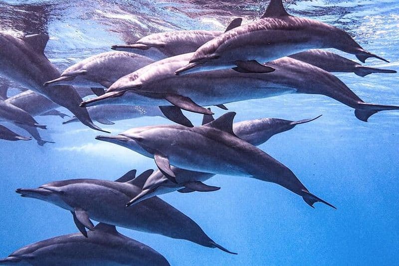 Journée complète d'observation privée des dauphins et de plongée en apnée à Hurghada