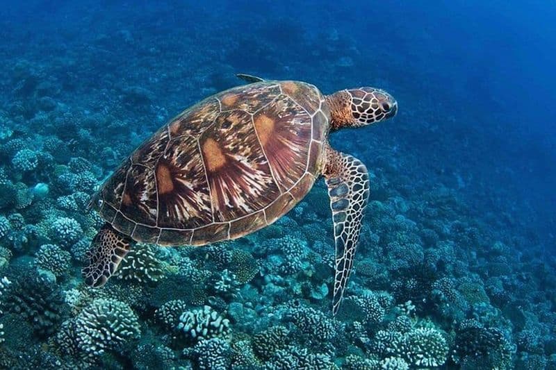 Randonnée aquatique Le meilleur du Tahiti