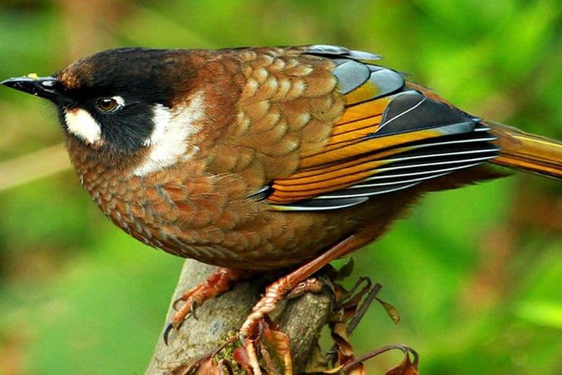 Excursion d'observation des oiseaux à Shivapuri