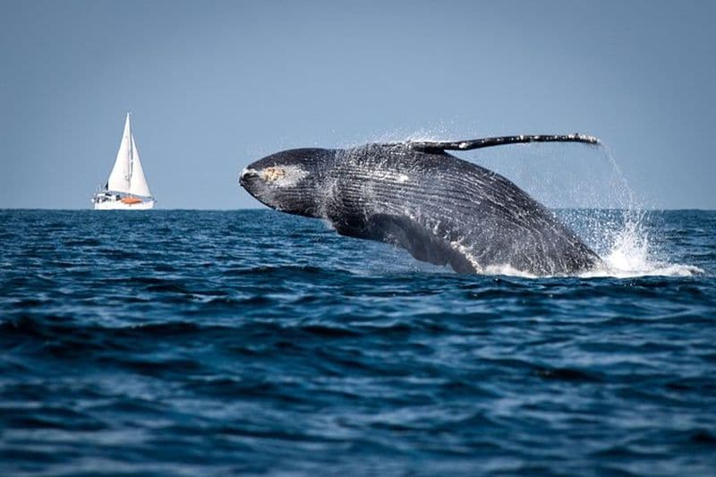 Observation des baleines à bosse + éco-visite de Samana