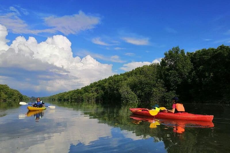 Exploration de la rivière et visite de la nature des mangroves en kayak