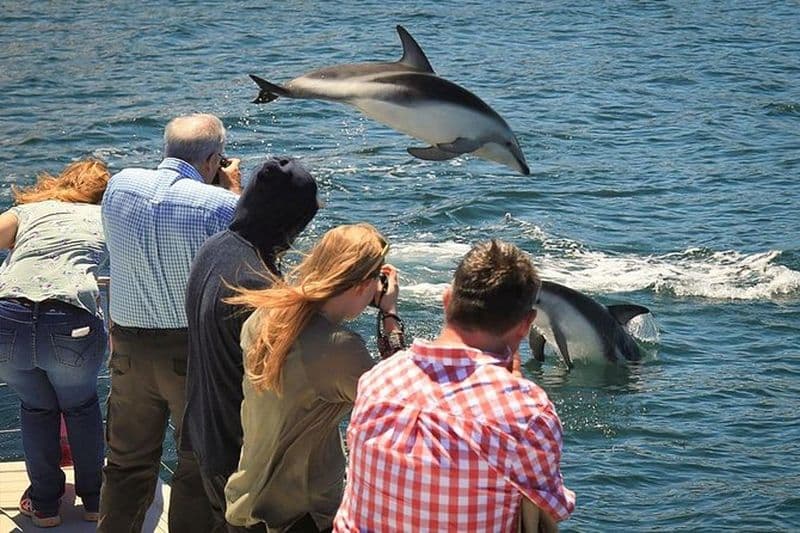 Tour d'observation des dauphins