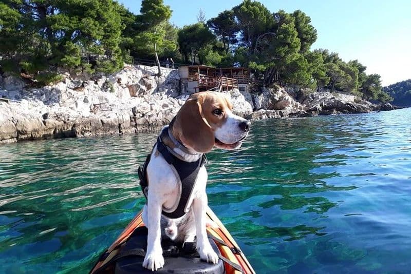 Visite guidée en kayak de mer à Cavtat
