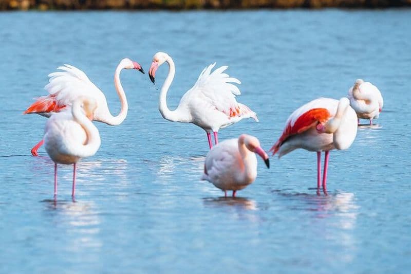 Billet Randonnée dans le parc naturel de s'Albufera des Grau