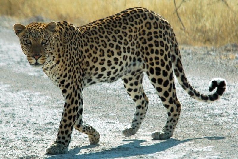 Safari exclusif au parc Jhalana Leopard, transferts compris