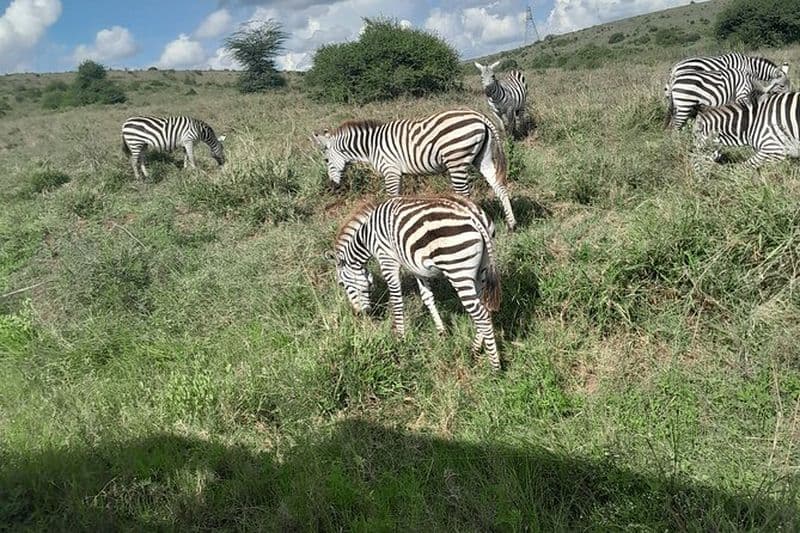 Parc national de Nairobi Demi-journée avec pick-up