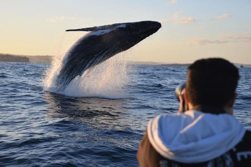 Observation des baleines à Sydney en vedette