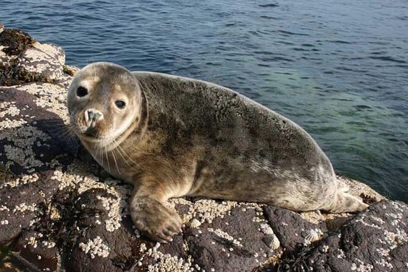 Croisière aux îles Farne avec les oiseaux de mer et les phoques. Durée 1h30. Au départ de Seahouses.