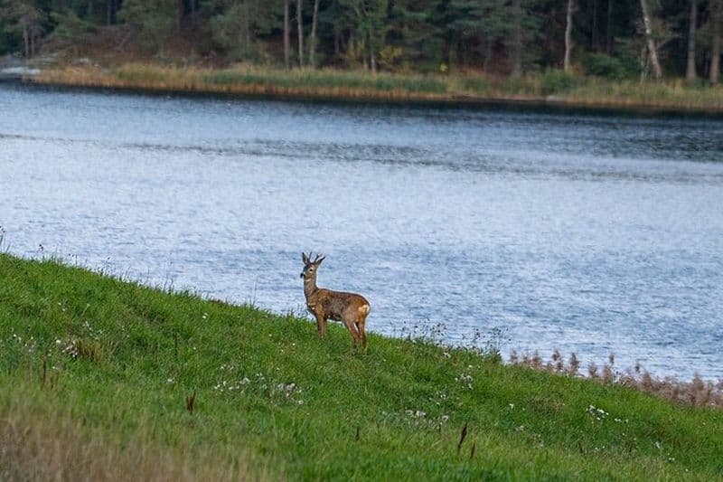 Safari animalier en soirée avec dîner au feu de camp au départ de Stockholm