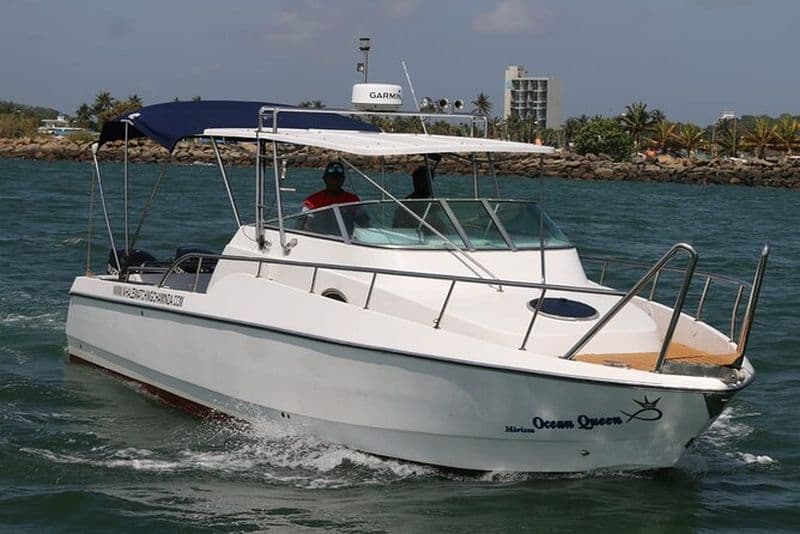 Bateau de sport - Excursion privée d'observation des baleines (petit-déjeuner gratuit et prise en charge payante)