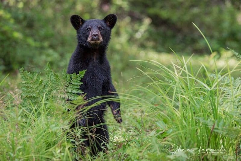 Observation de l'ours noir et rendonnée dans le Canyon