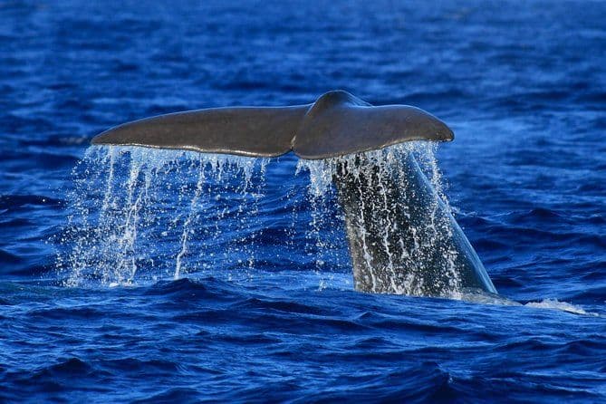 Observation des baleines et des dauphins de Vila Franca do Campo