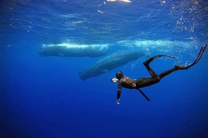 Plongée en apnée avec les baleines à Mirissa