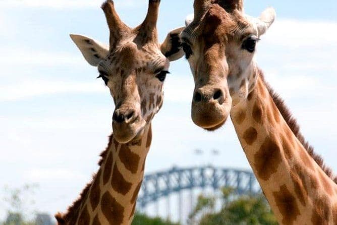 Billet d'entrée au zoo de Taronga avec Sydney Harbour Ferry