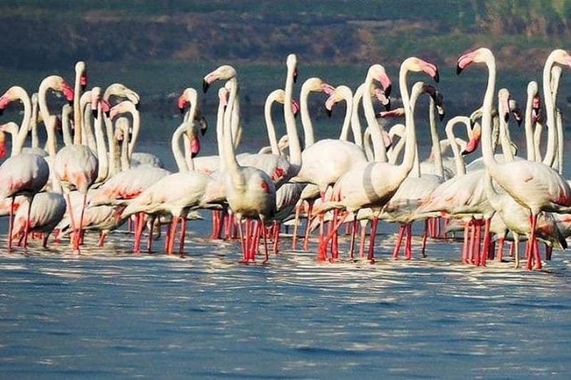 Tour d'observation des oiseaux à Bhandup, Mumbai avec Brunch