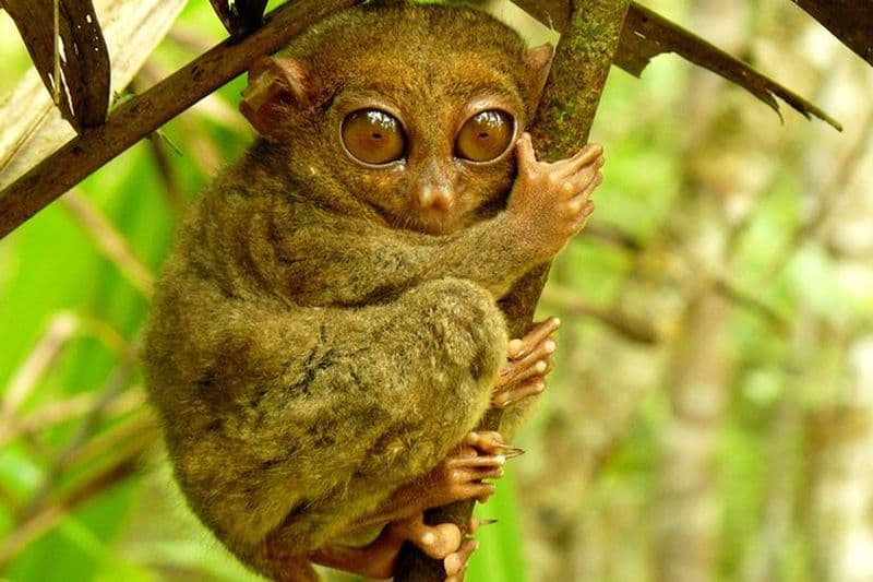 Visite privée de la campagne de Bohol | Visite culturelle avec croisière fluviale