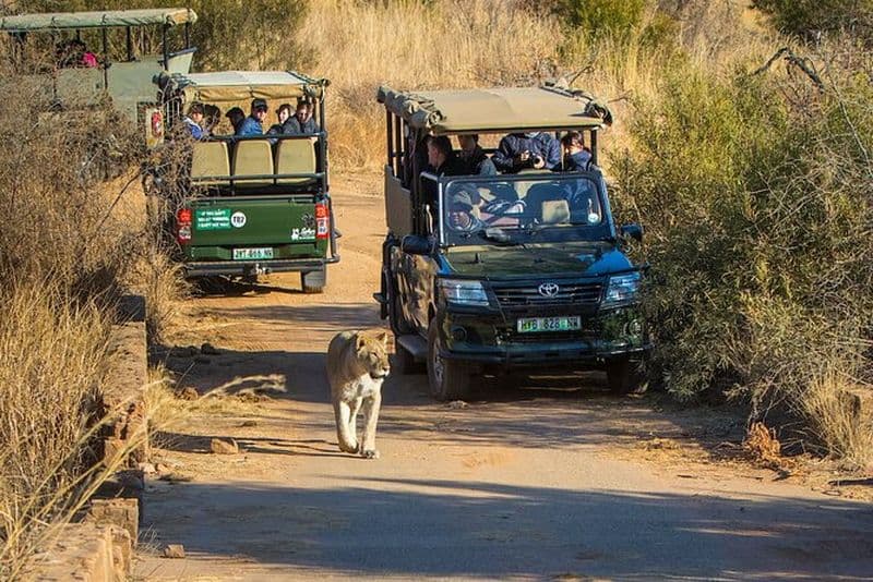 Visite en bus partagée de 3 jours du parc national du Pilanesberg