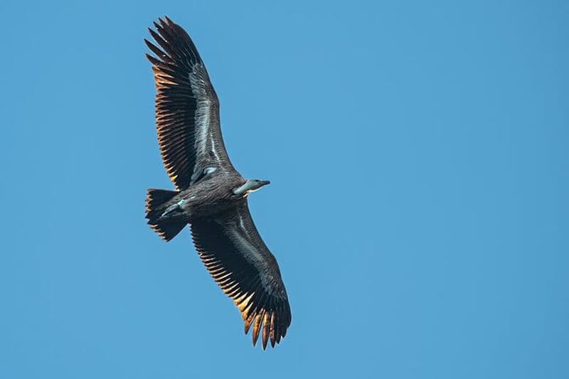 Excursion en bateau d'observation des oiseaux des vautours fauves à Beli