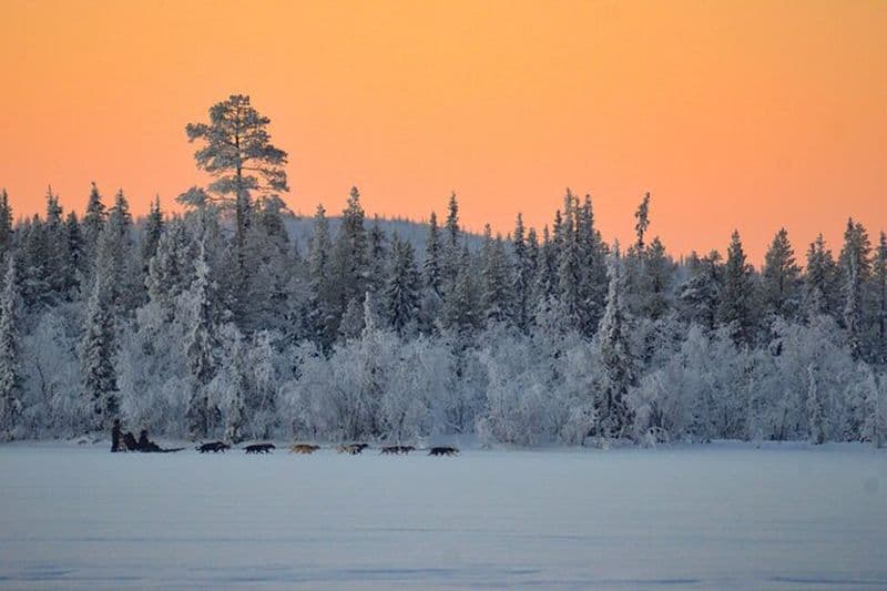 Sunrise Zen Husky Tour (10:00 à 13:00 - assis sur le traîneau)