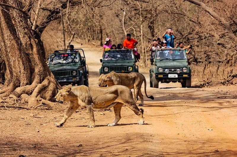 Jeep Safari - Parc national de Gir, Gujarat, Inde