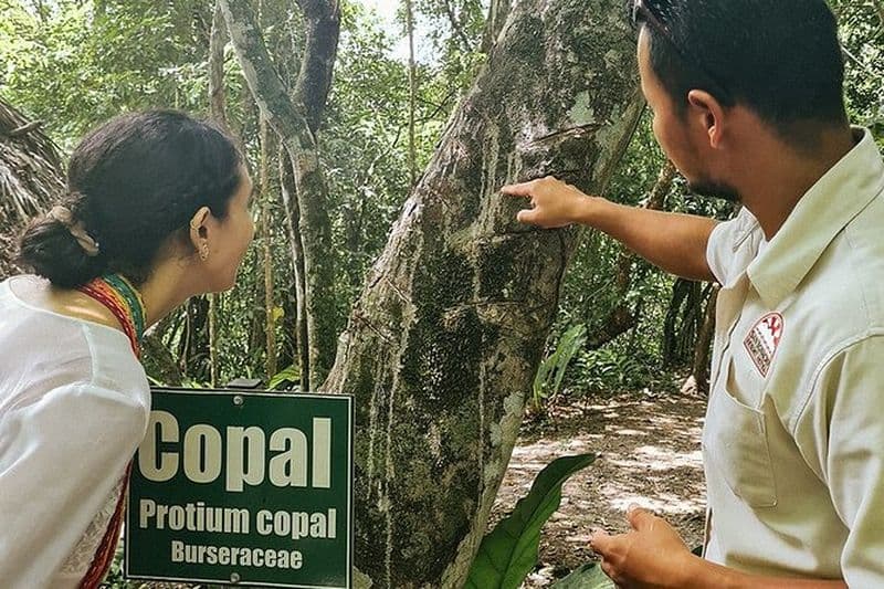 Visite médicinale de dégustation de thé