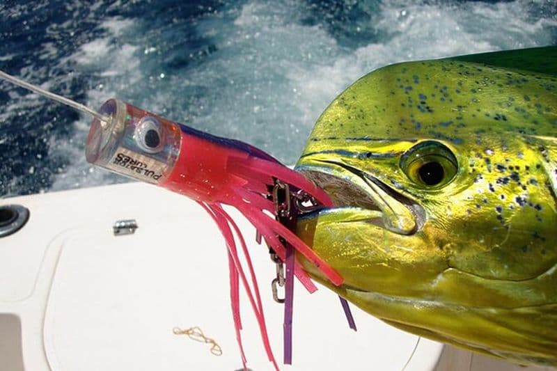 Pêche au gros extrême en Tanzanie