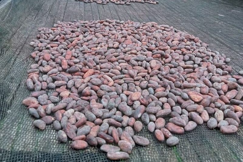 Fabrication du chocolat de Bohol et visite de la ferme