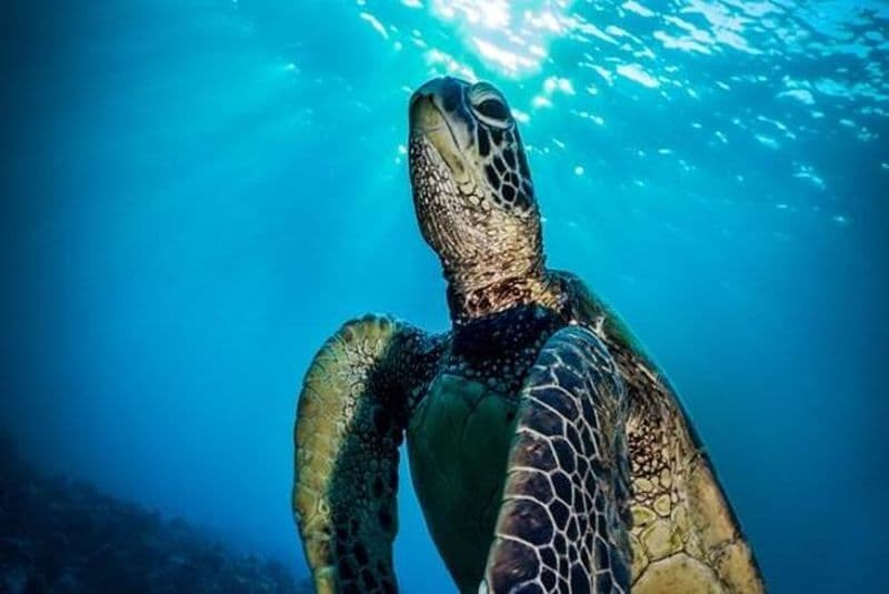 Excursion au bord de mer à Nassau : Aventure de plongée avec un tuba aux Bahamas