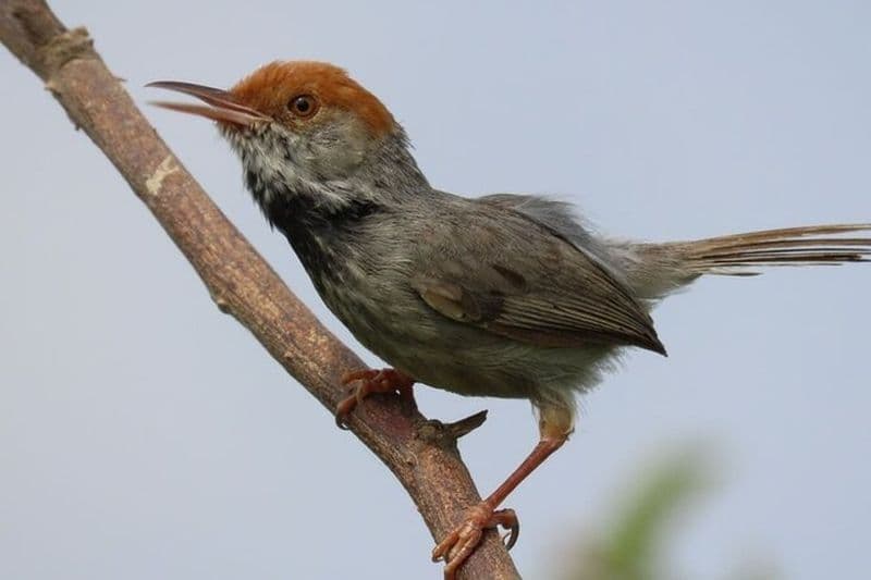 Expérience d'observation des oiseaux à Phnom Penh et brunch
