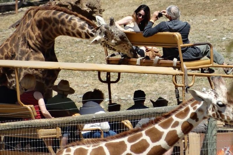 Découvrez nos séquoias et notre aventure en plein air sauvage Safari