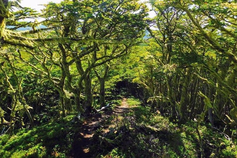Réserve nationale de Magallanes Randonnée depuis Punta Arenas
