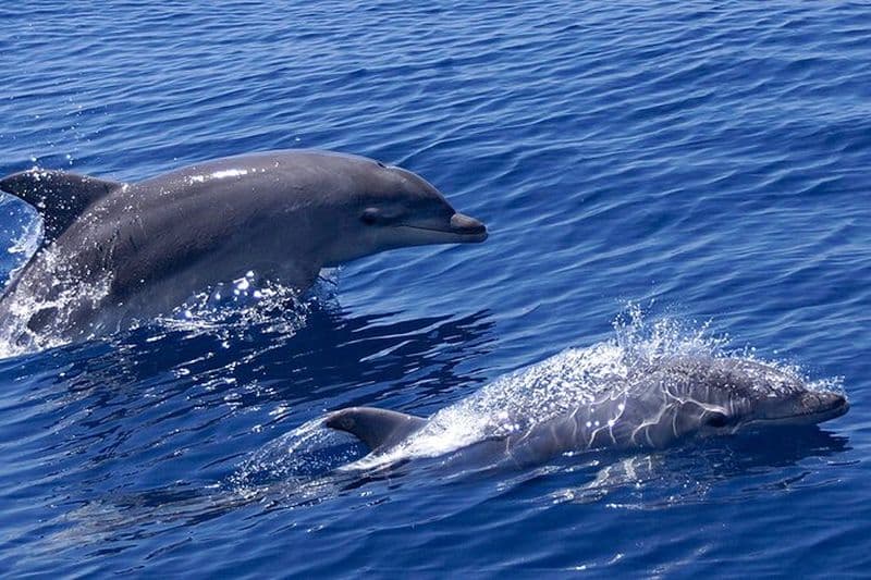 Croisière d'observation des dauphins de 2 heures à Mascate