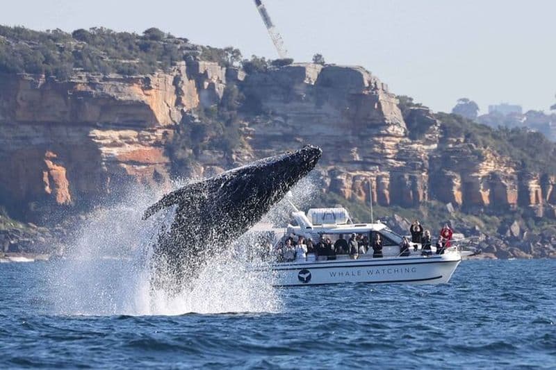 Excursion en bateau d'observation des baleines à Sydney